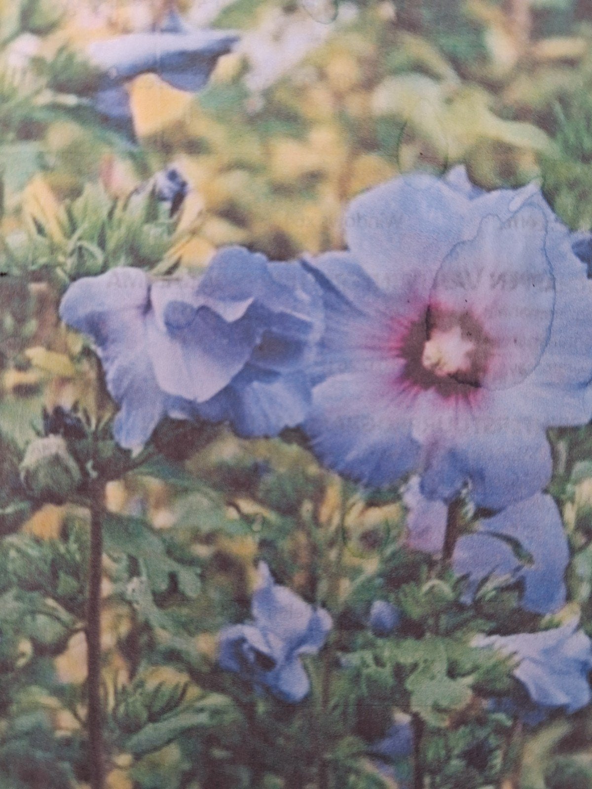 Hibiscus 1 blauwe bloem, Ophalen, Overige soorten, Struik, Minder dan 100 cm