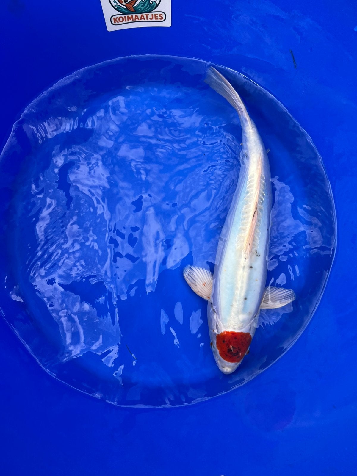 Japanse Koi diverse soorten en kleuren., Dieren en Toebehoren, Karper of Koi