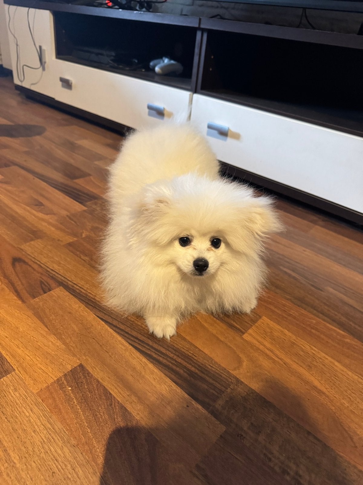 Pomeriaan pup 4 maanden, 8 tot 15 weken, Parvo, Eén hond, Nederland