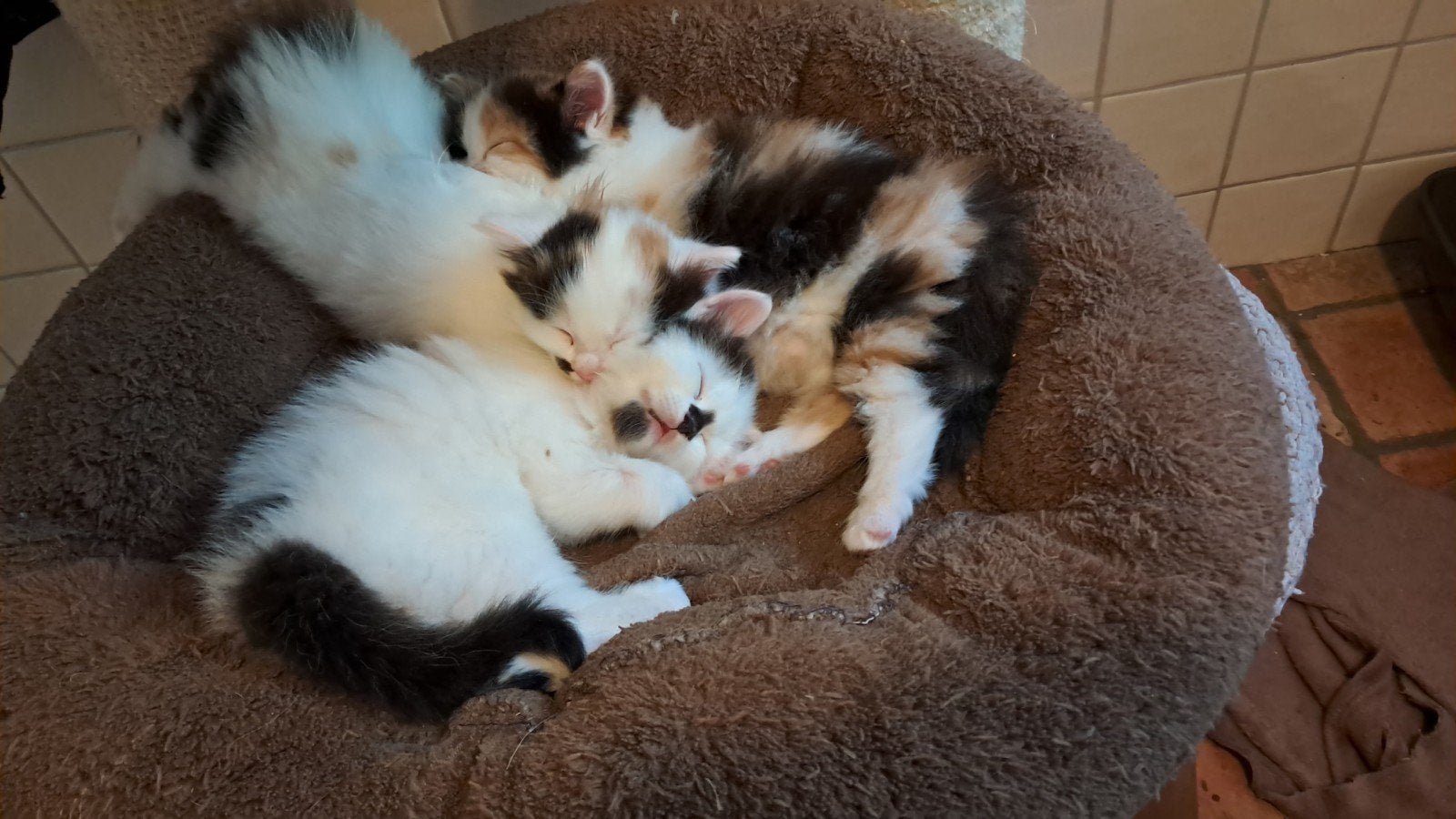 Te koop:kittens kruising siberische, Meerdere dieren, 0 tot 2 jaar
