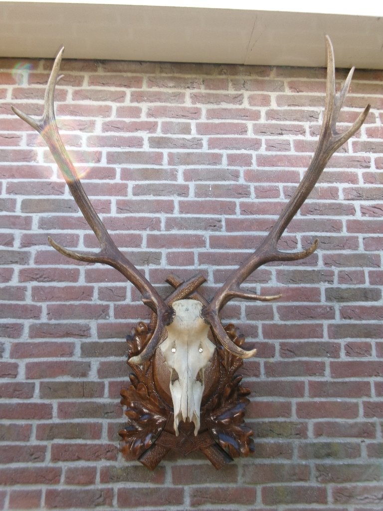 Heel groot gewei van een edelhert op prachtig schild, Ophalen, Zo goed als nieuw, Hert, Opgezet dier