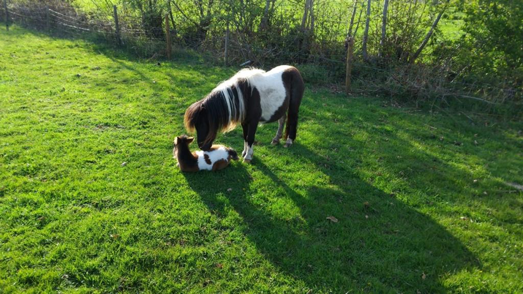 Zwarte bonte merrie met bruinbonte hengste veulen er bij, Merrie, A pony (tot 1.17m), Recreatiepony, 3 tot 6 jaar