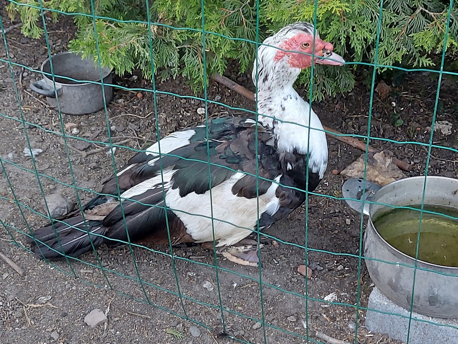 gratis muskus eend mannelijk, Dieren en Toebehoren, Pluimvee, Mannelijk, Eend