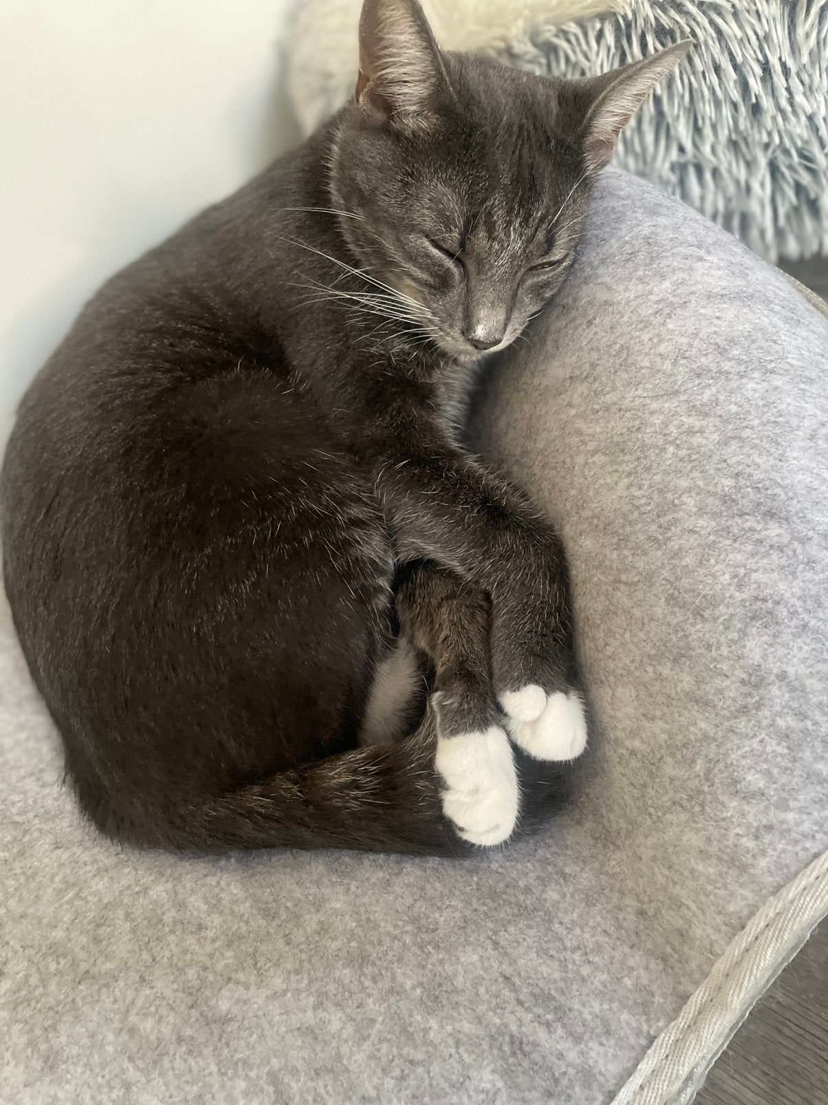 Poes, Dieren en Toebehoren, Kater