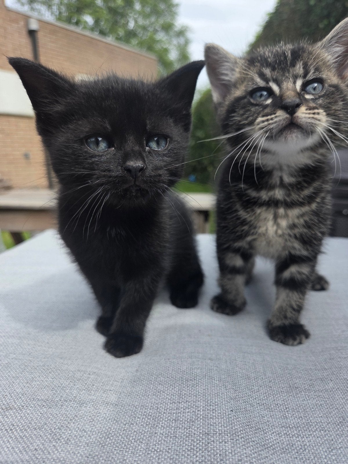 Te koop 2 super schattige en lieve kittens, Meerdere dieren, Kortharig