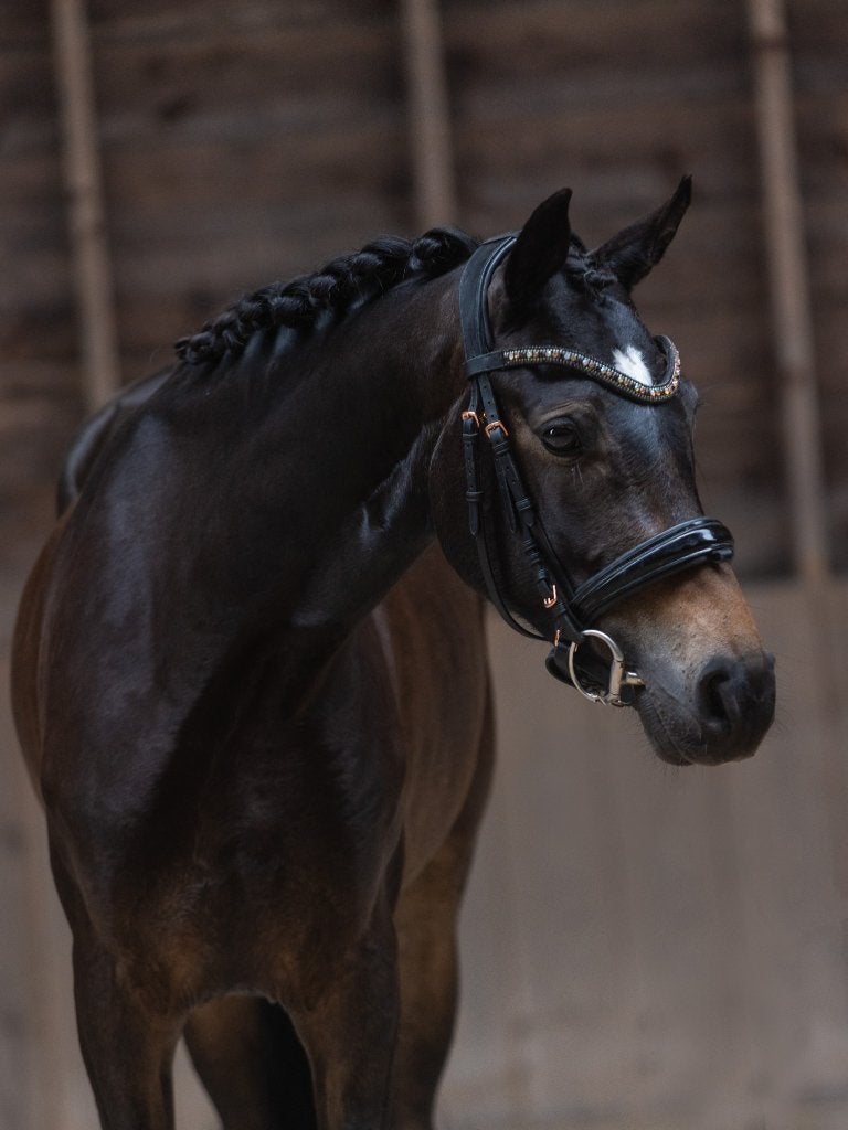 Charmante 4-jarige merrie met hart van goud v. Florida TN, Dieren en Toebehoren, Merrie, Met stamboom, Dressuurpaard, Zadelmak