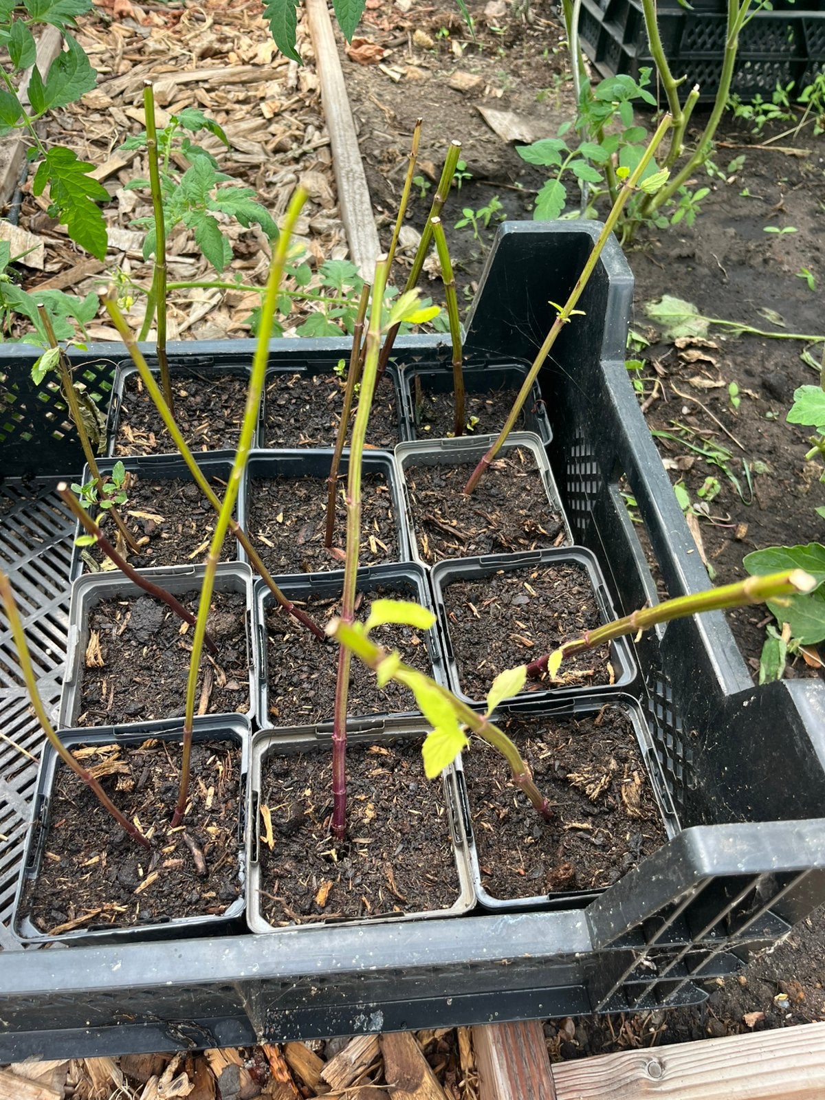 Salvia uliginosa Ballon Azul stekken, Ophalen, Overige soorten, Volle zon