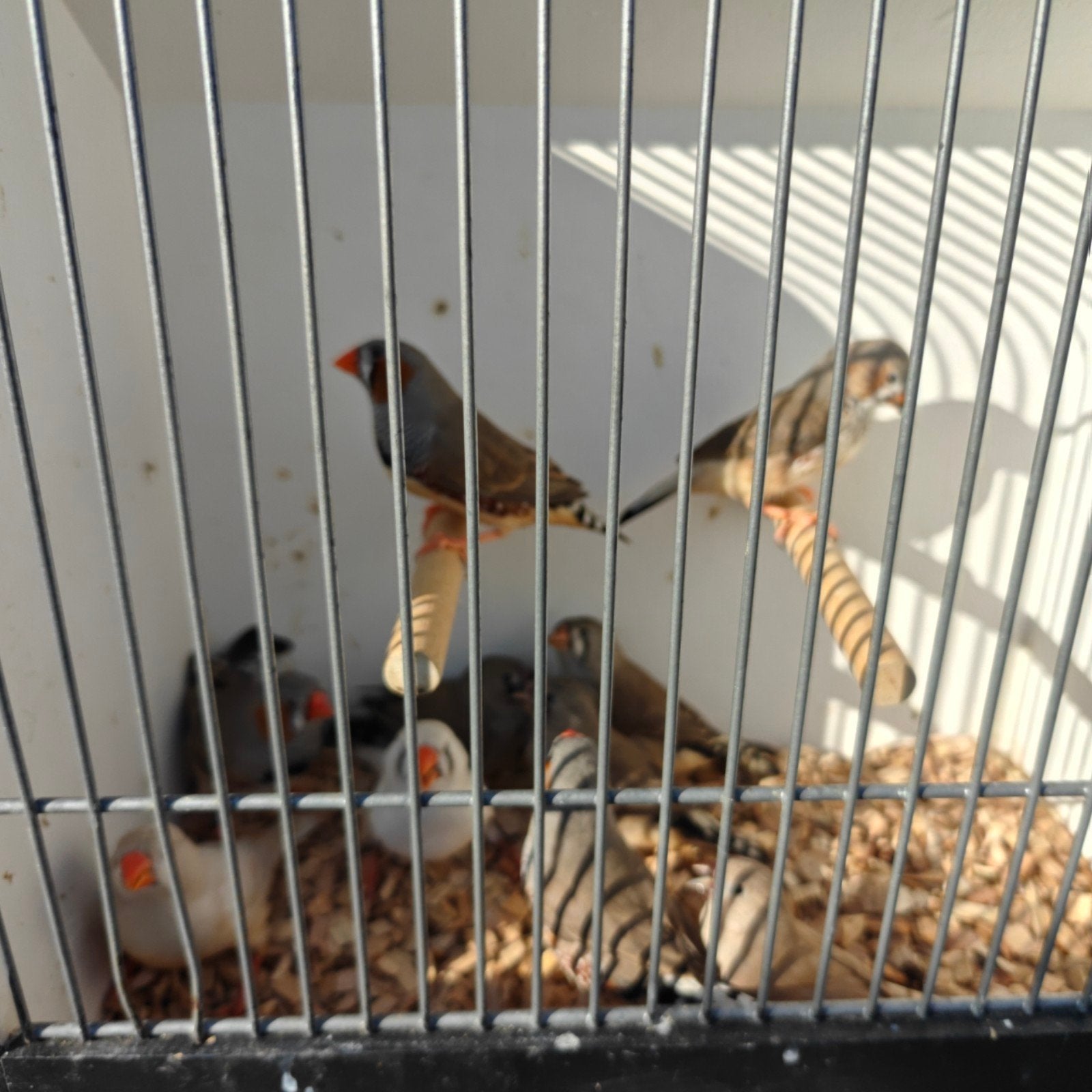 Te koop Zebravinken, Meerdere dieren, Tropenvogel, Geringd