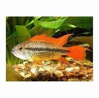 apistogramma cacatuoides oranje €12,50, Dieren en Toebehoren, Vis, Zoetwatervis