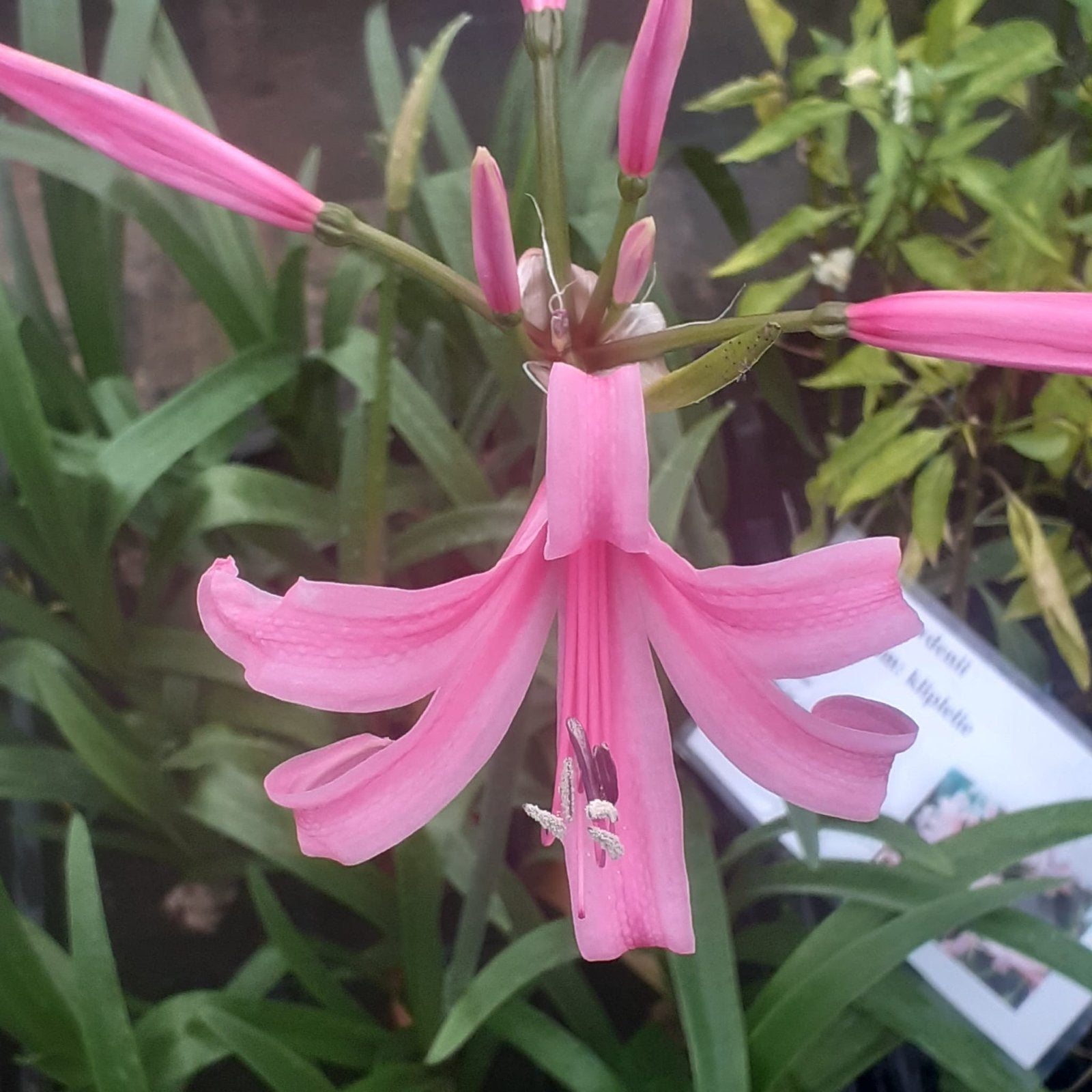 Roze Kliplelie, Tuin en Terras, Planten | Tuinplanten, Overige soorten, Volle zon, Vaste plant, Ophalen of Verzenden