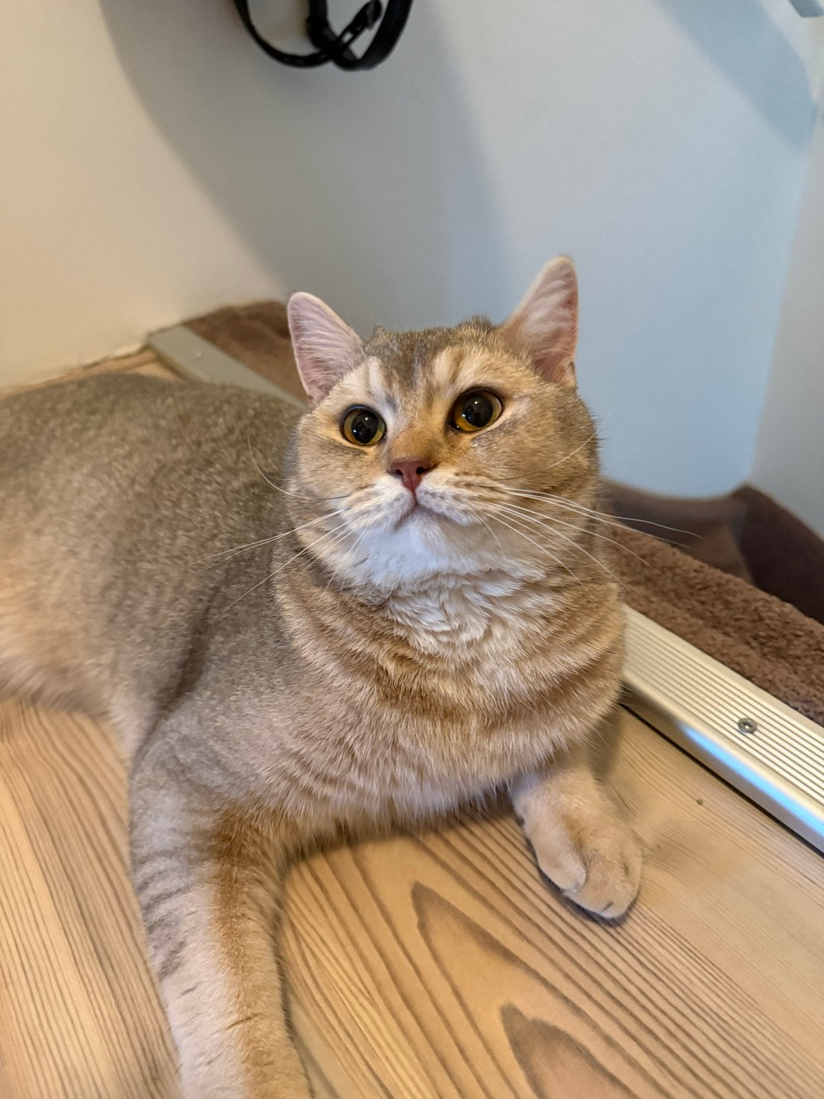 Britse korthaar, Kater, Kortharig, 0 tot 2 jaar