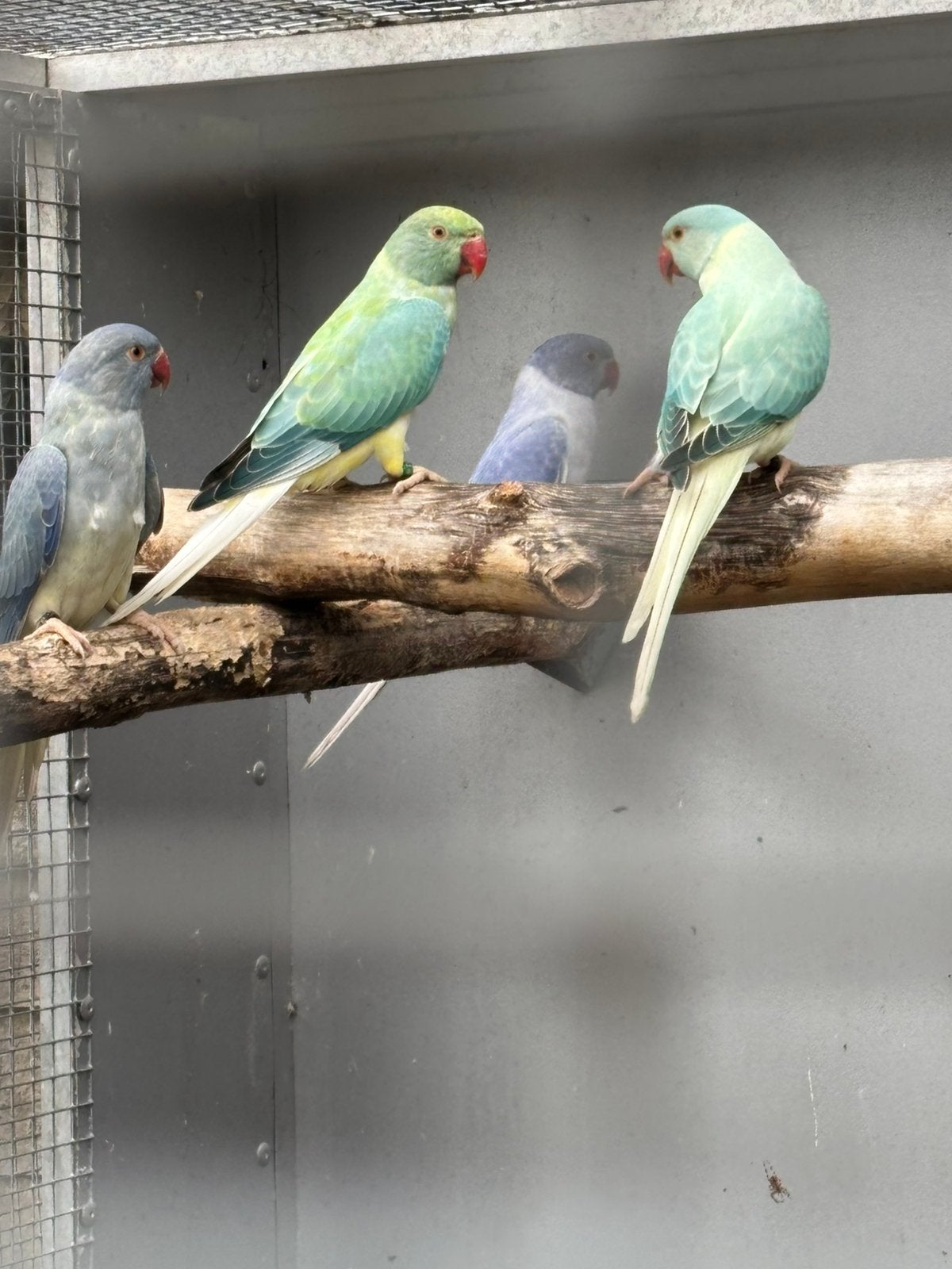 Halsbanden twee koppels Aqua opaline bleekstaart 2026, Meerdere dieren, Parkiet, Geringd