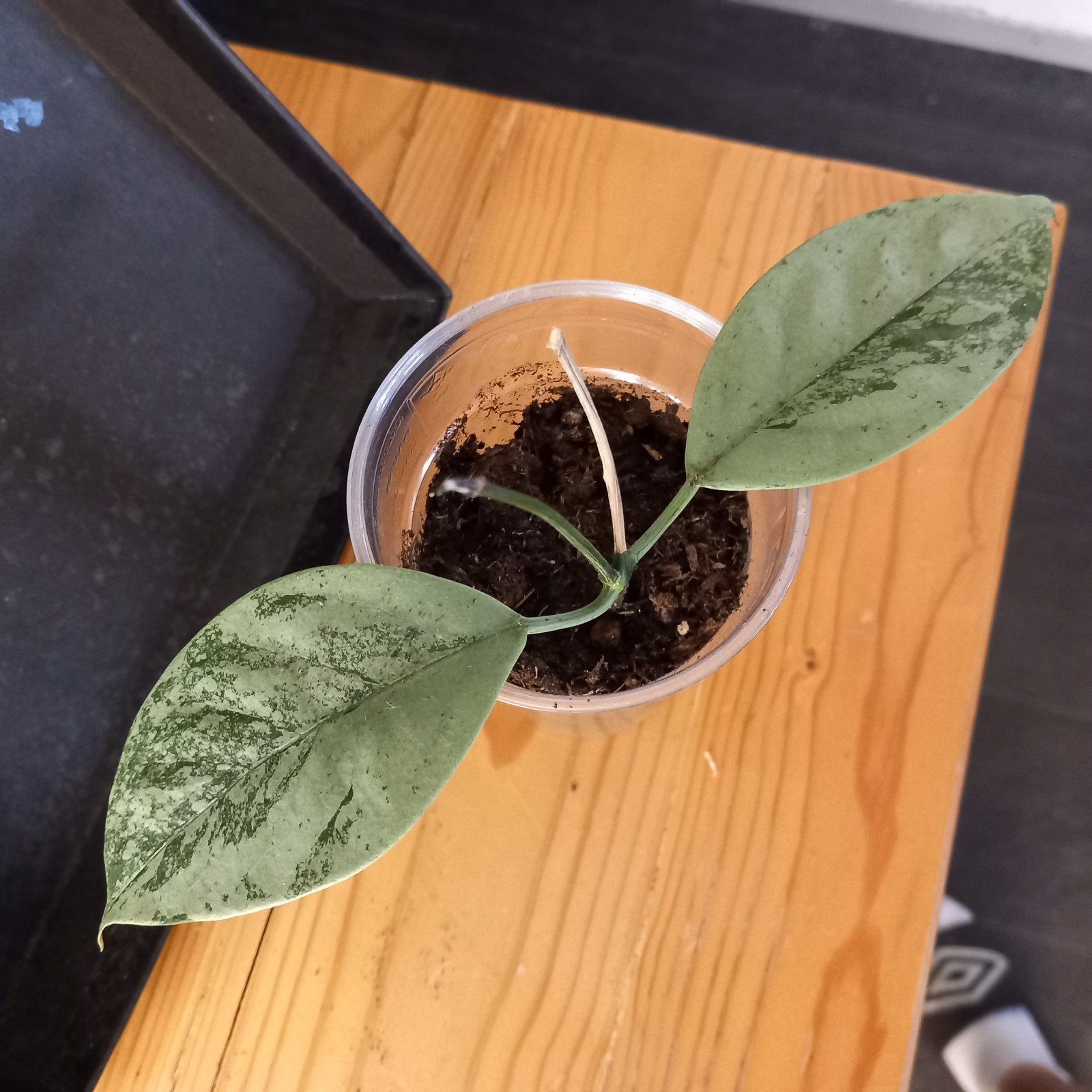 hoya coriacea silver stek nr 42, Huis en Inrichting, Ophalen of Verzenden, Halfschaduw, Minder dan 100 cm