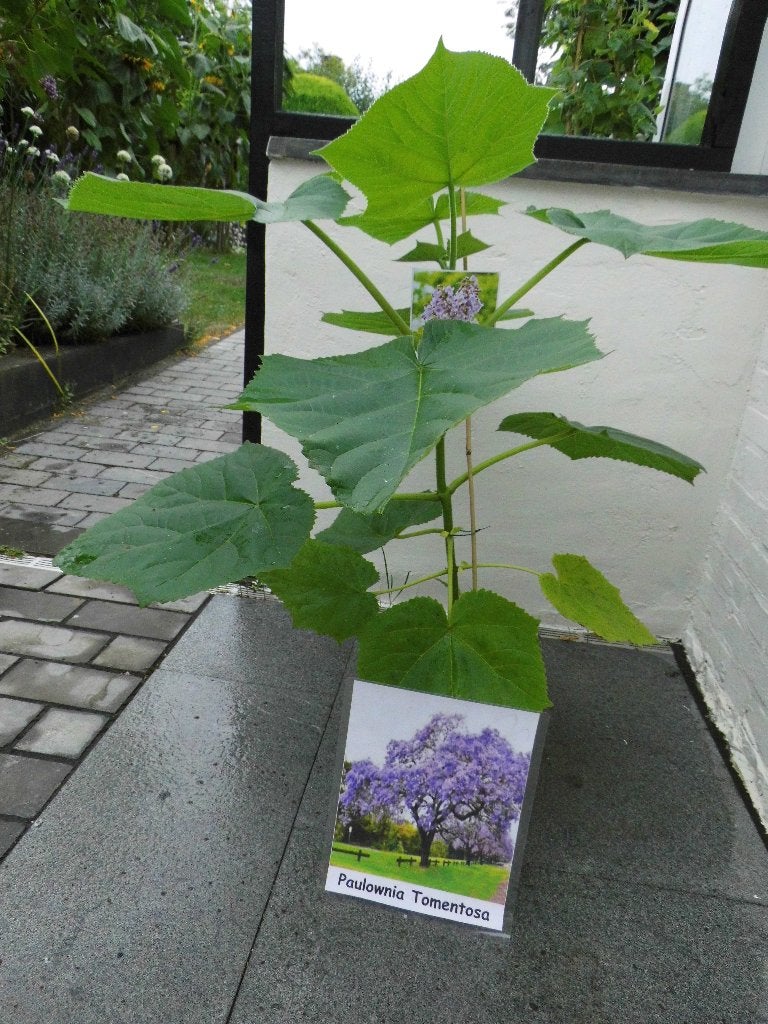 Keizersboom, Paulownia Tomentosa, Overige soorten, Lente, Minder dan 100 cm, Ophalen