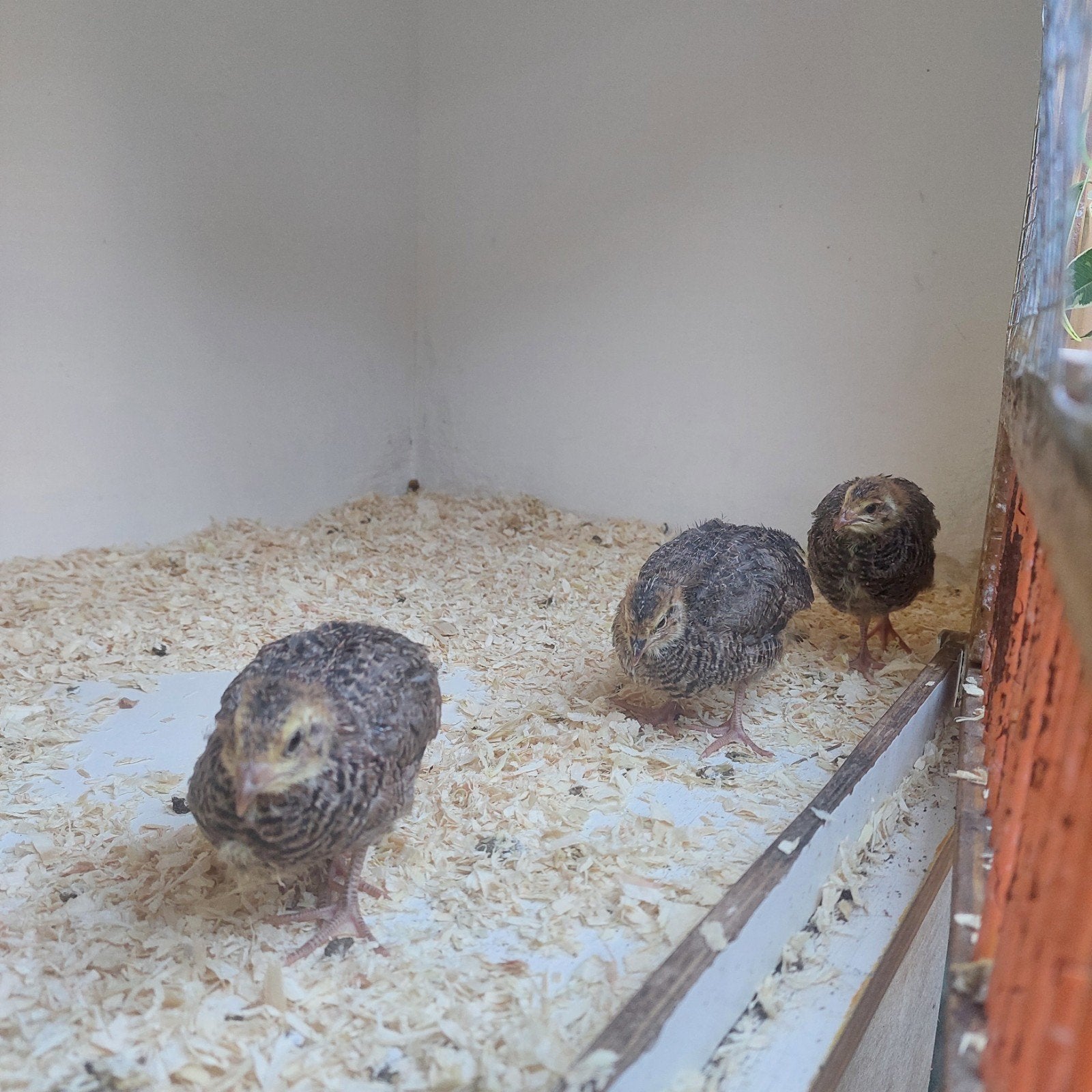 4 lieve japanse kwartel kuikens, Dieren en Toebehoren, Pluimvee, Geslacht onbekend, Overige soorten