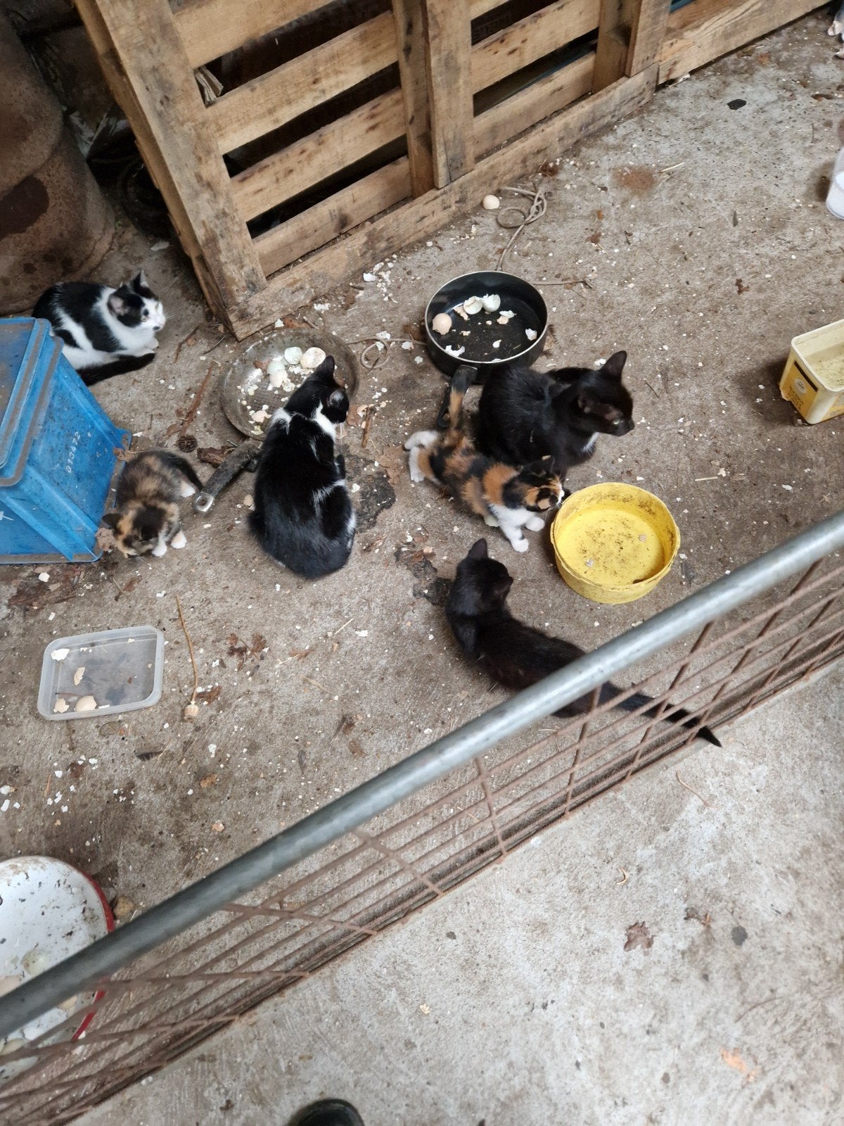 jonge boerderij katten,zwart bont en 3 kleur