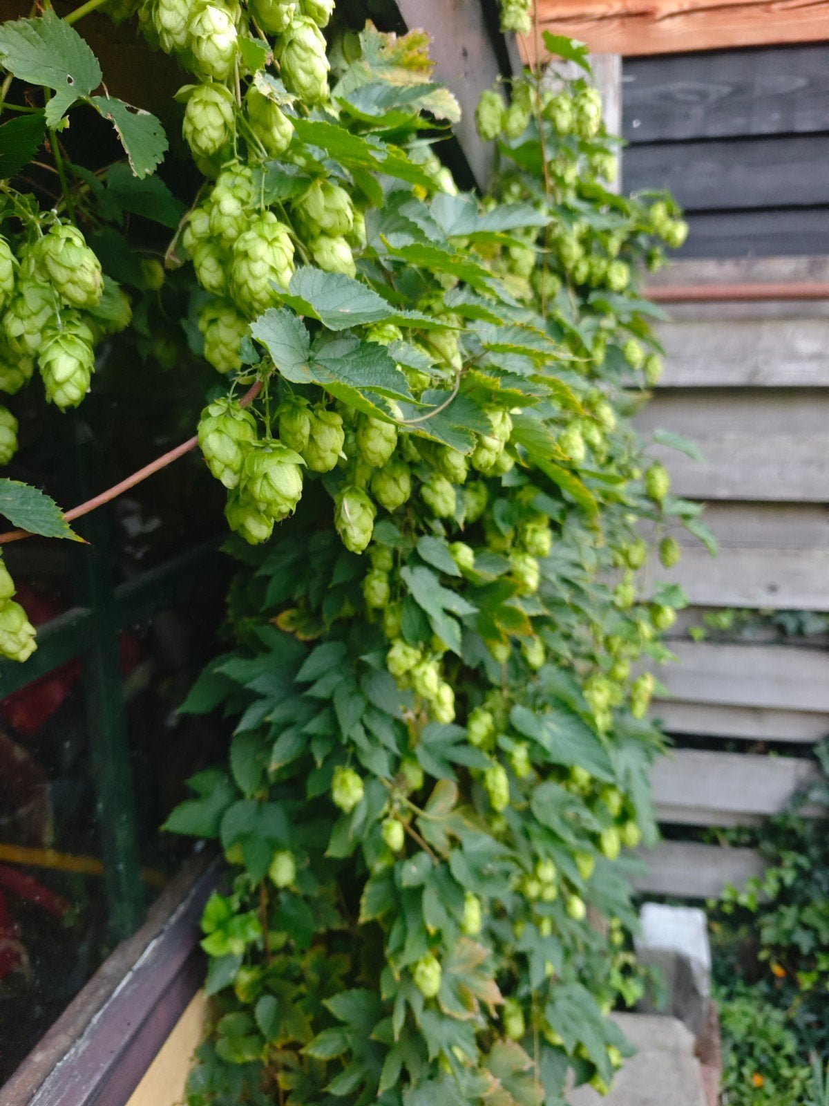 Verse hop Challenger - Zelf plukken!, Tuin en Terras, Ophalen, Volle zon, Vaste plant, Klimplanten