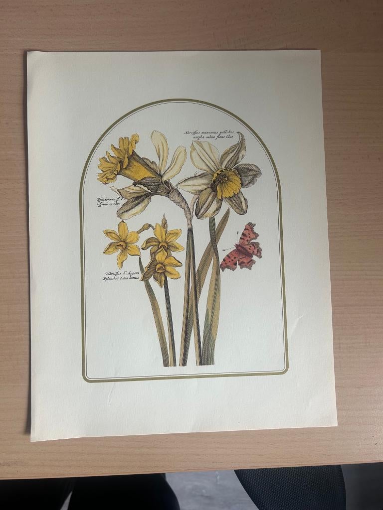Botanische tekening, bloemen, Antiek en Kunst, Kunst | Tekeningen en Foto's, Ophalen of Verzenden
