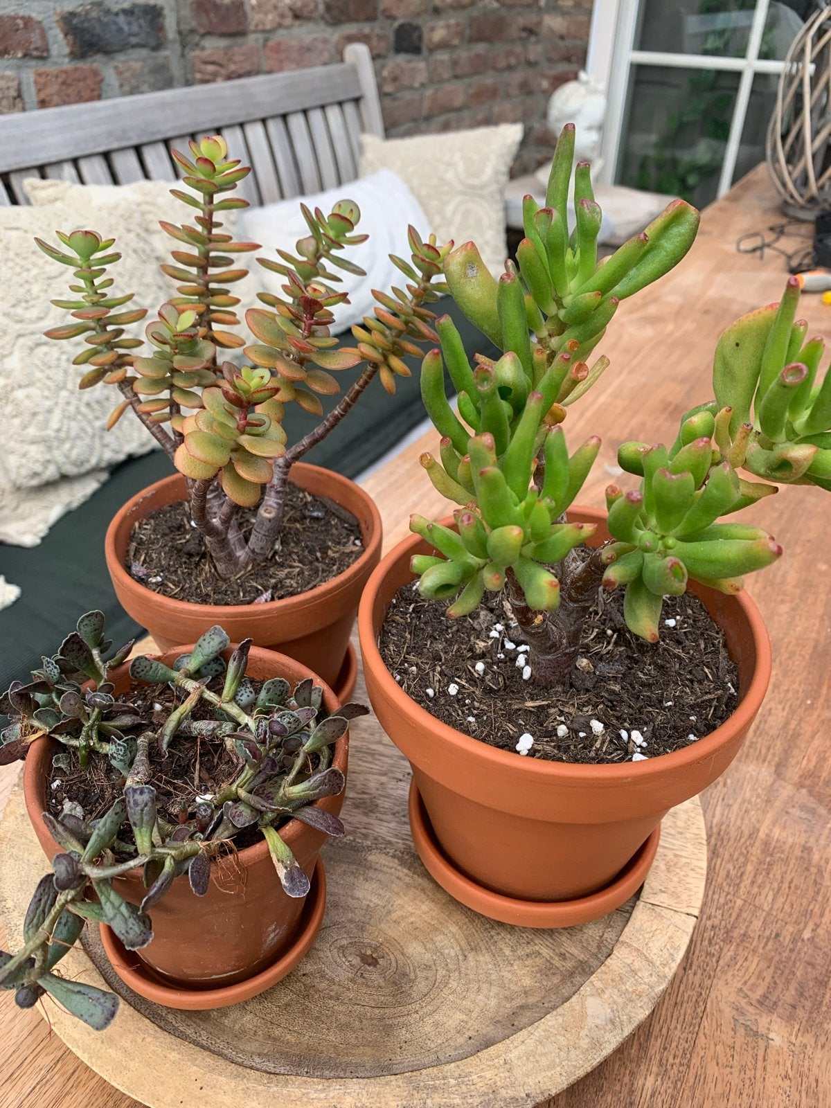 Set van 3 vetplanten: Crassula ovata, Shrek's Ears & Andromi, Huis en Inrichting, Ophalen, Vetplant, In pot, Minder dan 100 cm