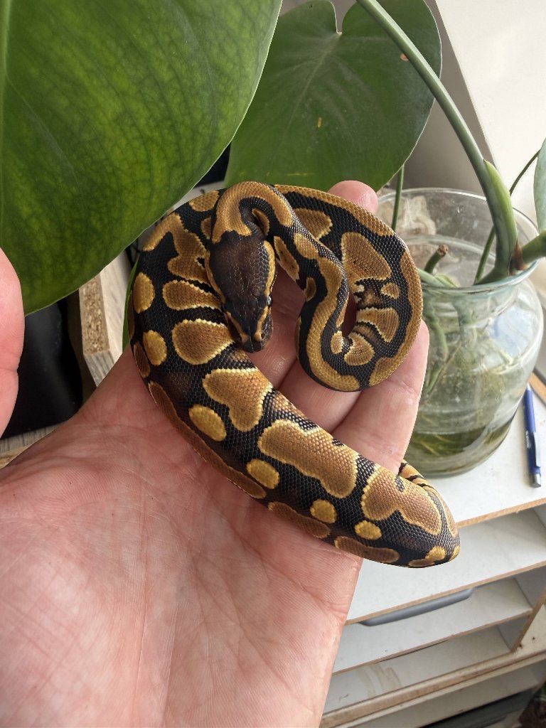 Baby mannetje koningspython het clown, Dieren en Toebehoren, Reptielen en Amfibieën, Slang, Tam, 0 tot 2 jaar
