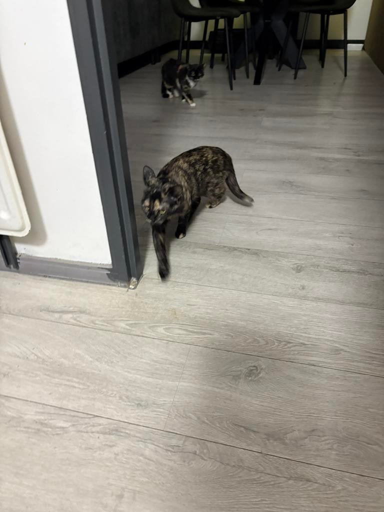 Gouden mandje gezocht voor jonge poes coco, Dieren en Toebehoren, Ophalen