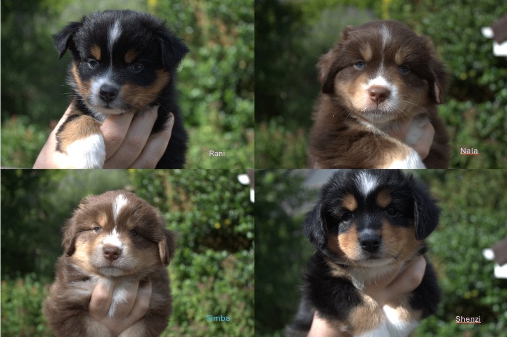 Miniature American Shepherd pups, Dieren en Toebehoren, Parvo, Overige rassen, 8 tot 15 weken, Meerdere