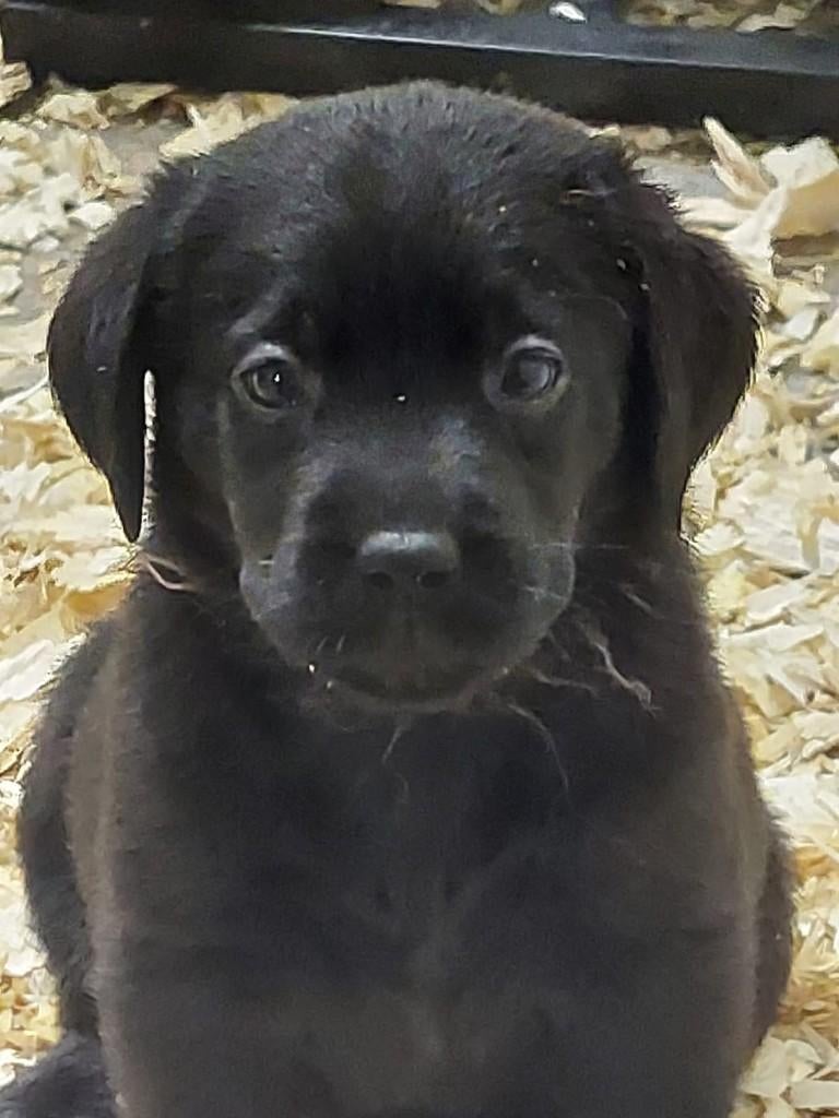 Mogen nu weg !! Pracht. zw. labrador pups te koop met stamb., Dieren en Toebehoren, Parvo, 8 tot 15 weken, Labrador retriever