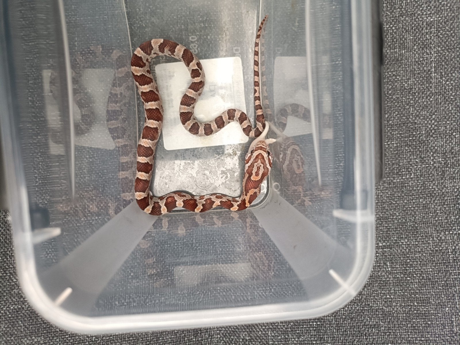 rattenslangen 2026 Rat Snake - unknown for sale from van den diepstraten
