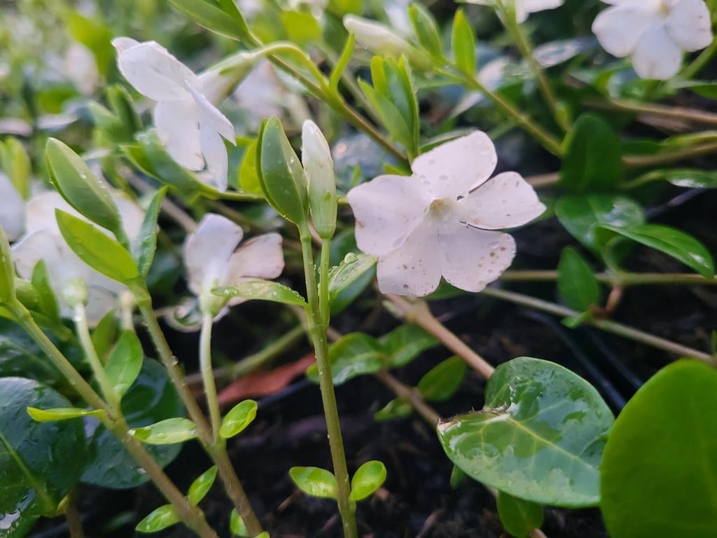 Vinca maagdenpalm, Ophalen of Verzenden, Overige soorten, Volle zon