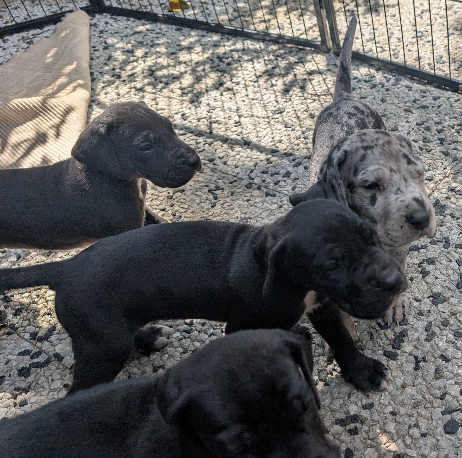 Knappe Duitse dog pups, Overige rassen, 8 tot 15 weken, Meerdere, Meerdere dieren