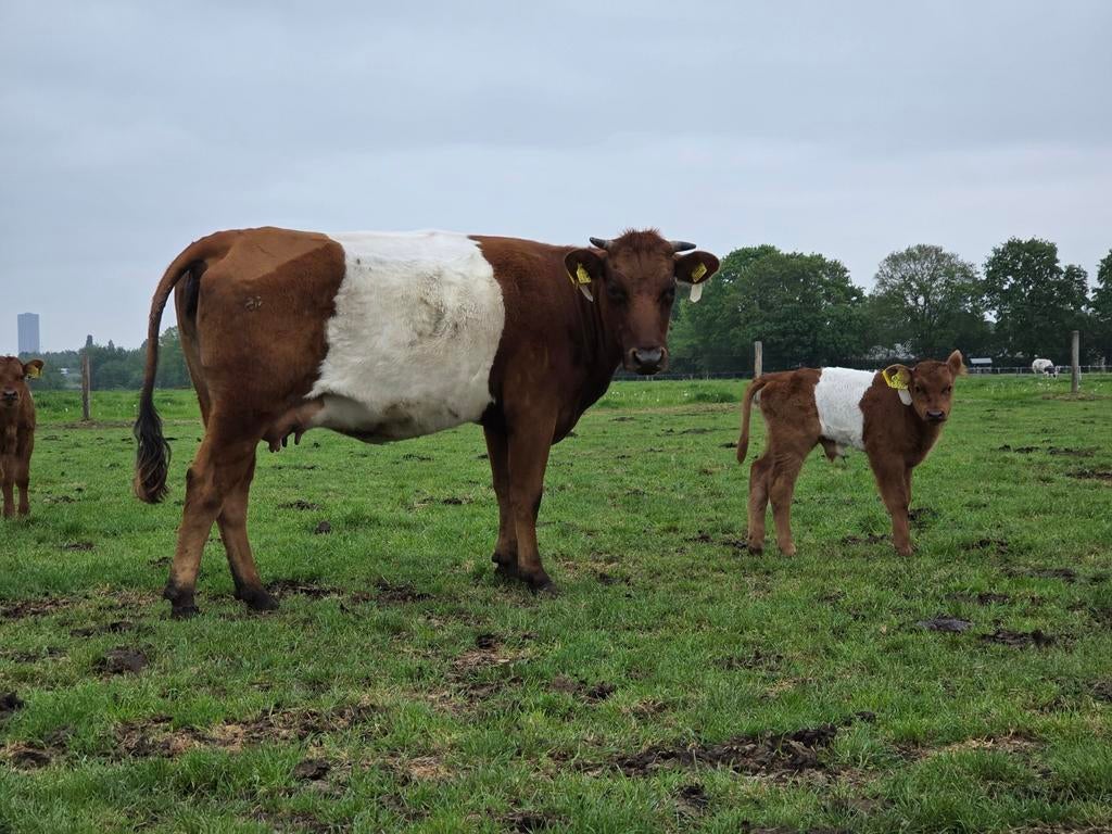 Lakenvelder vaarzen met kalfjes, Dieren en Toebehoren, Meerdere dieren
