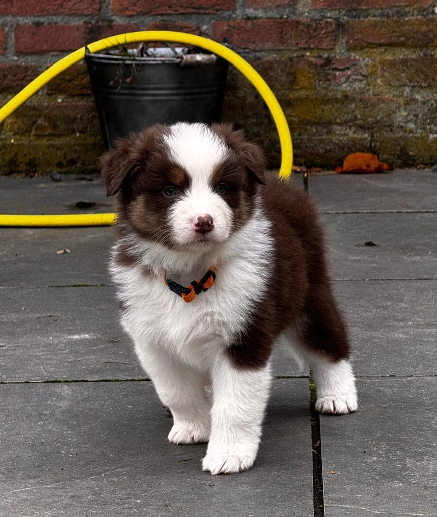 Lieve red tricolor Aussie-kruising zoekt fijn thuis., Dieren en Toebehoren, 8 tot 15 weken, Collie, Meerdere, Meerdere dieren
