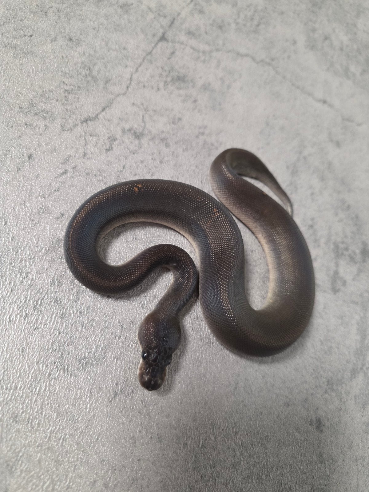 8 Ball(Barnhart Black Pastel Cinnamon) 50%Piebald️♂️ Ball Python photo 2