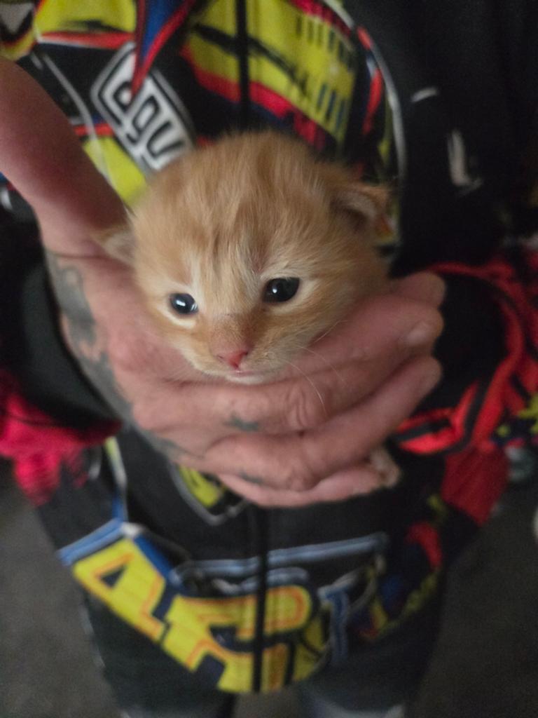 Maincoon kittens te koop, Meerdere dieren, Ontwormd, 0 tot 2 jaar