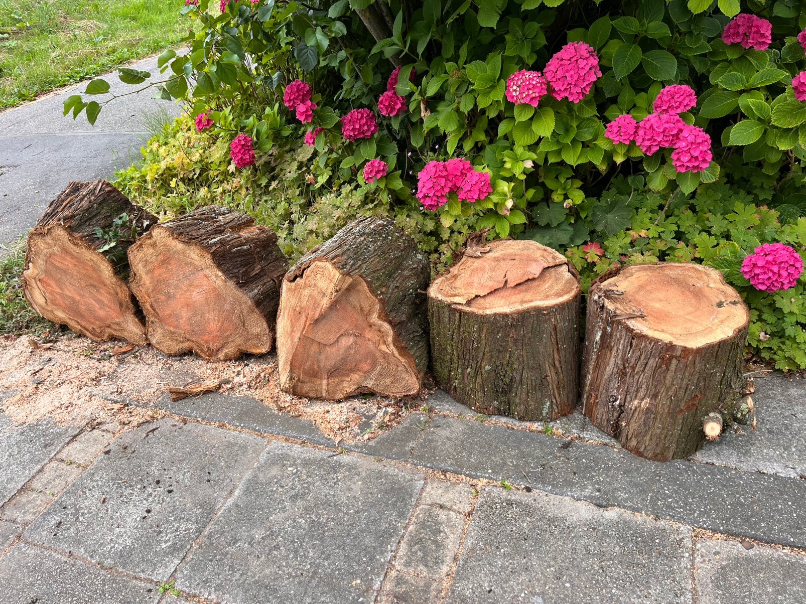 Boomstammen van meta sequoia, Minder dan 3 m³, Ophalen