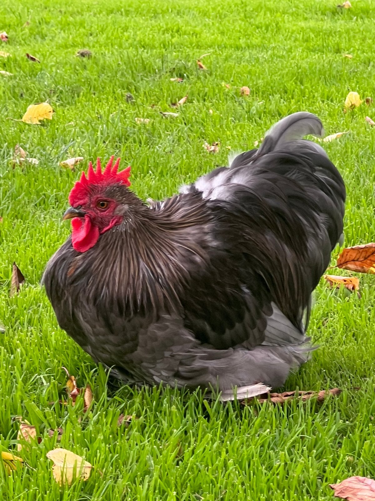 Cochin kriel haan zoekt nieuw thuis, Mannelijk, Kip