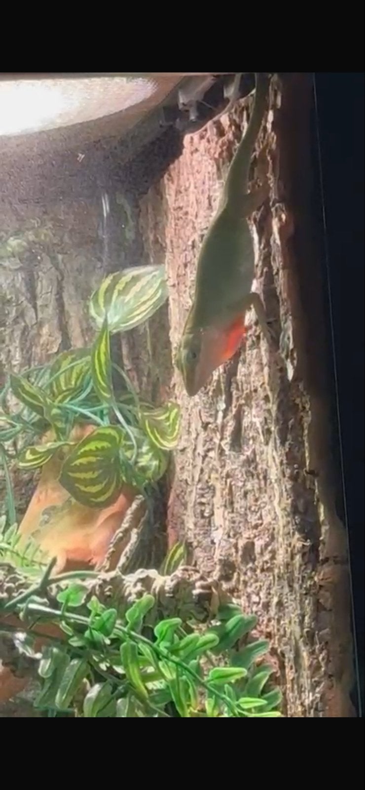 Groene anolis / Anolis Carolinensis, Dieren en Toebehoren, Slang, 0 tot 2 jaar