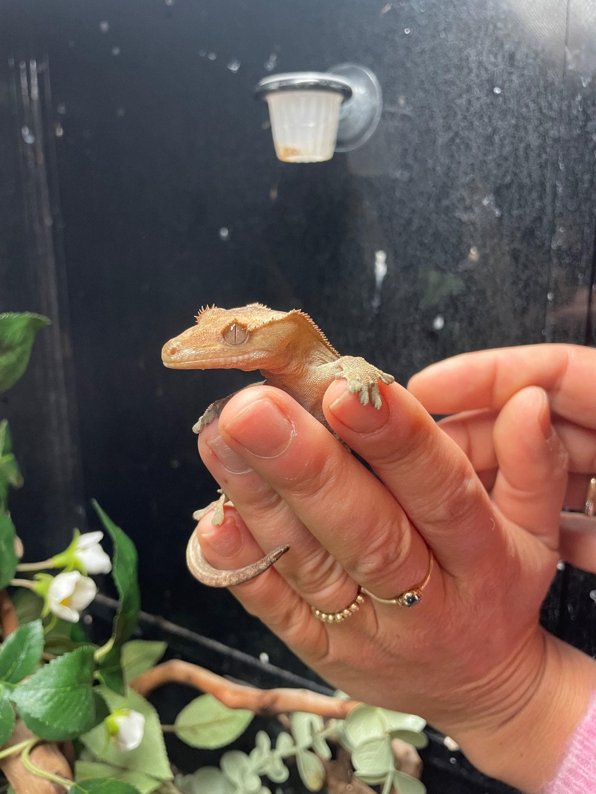 Wimper gekko (Correlophus ciliatus) Crested Gecko photo 2
