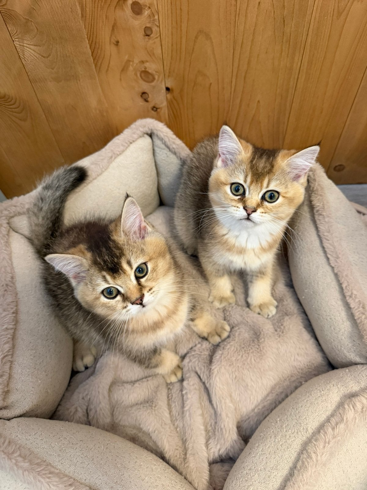 Britse korthaar kittens, Meerdere dieren, Ontwormd, 0 tot 2 jaar