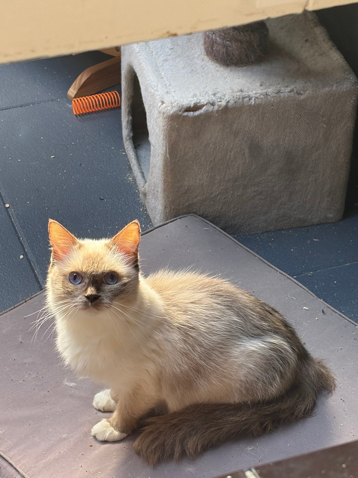 Ragdoll
