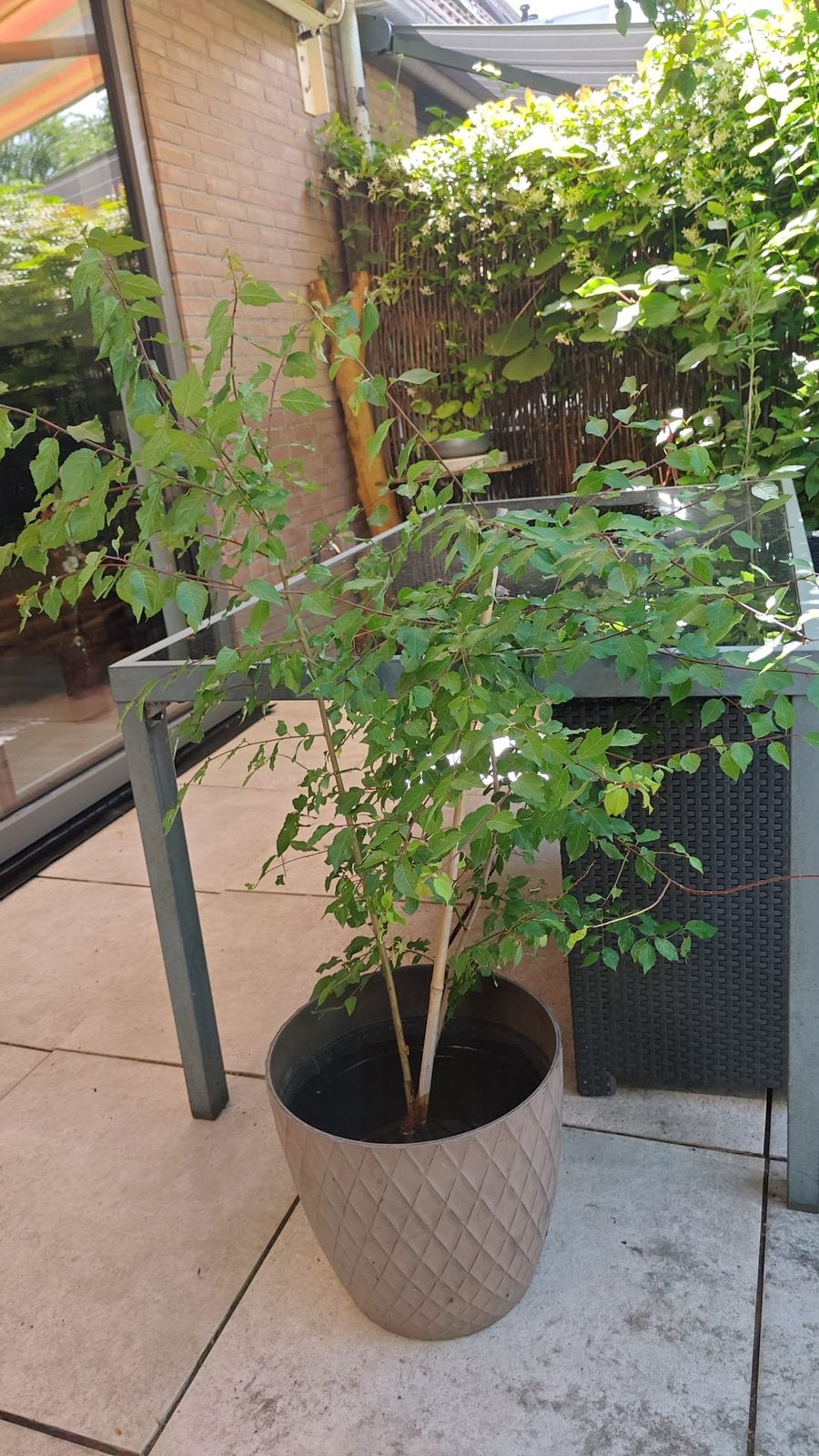 Pruimen plant, Bloeit niet, Overige soorten, Minder dan 100 cm, Ophalen
