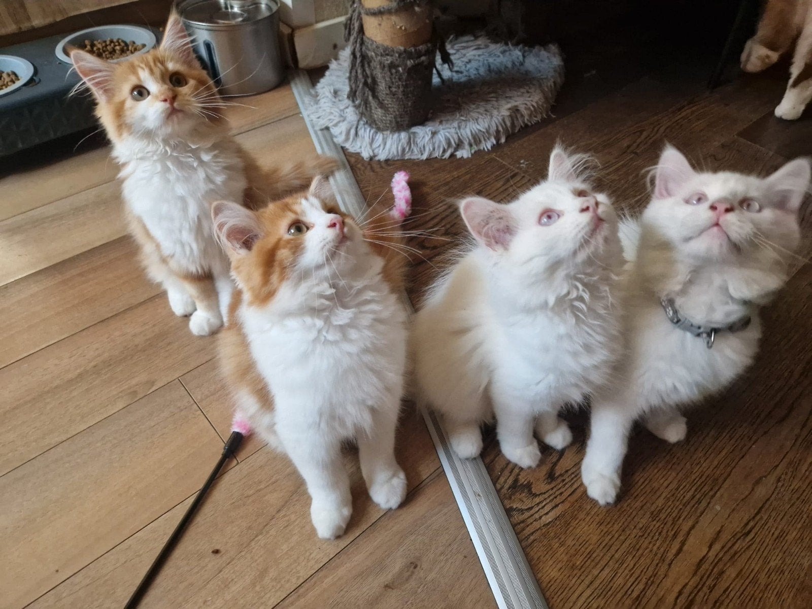 Tekoop geweldige 6 maine coon kittens 😍😹😻💙💞, Dieren en Toebehoren, Meerdere dieren, Ontwormd