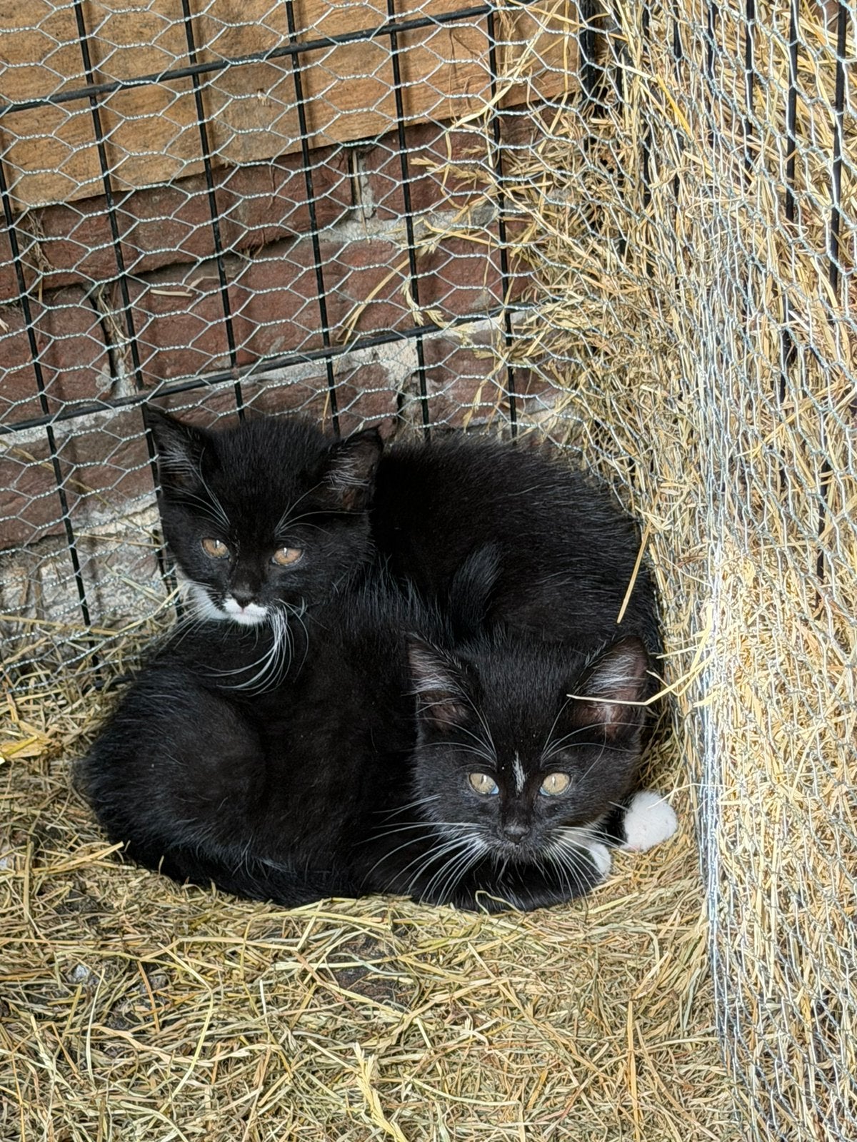 Boerderij kittens, Dieren en Toebehoren, Meerdere dieren