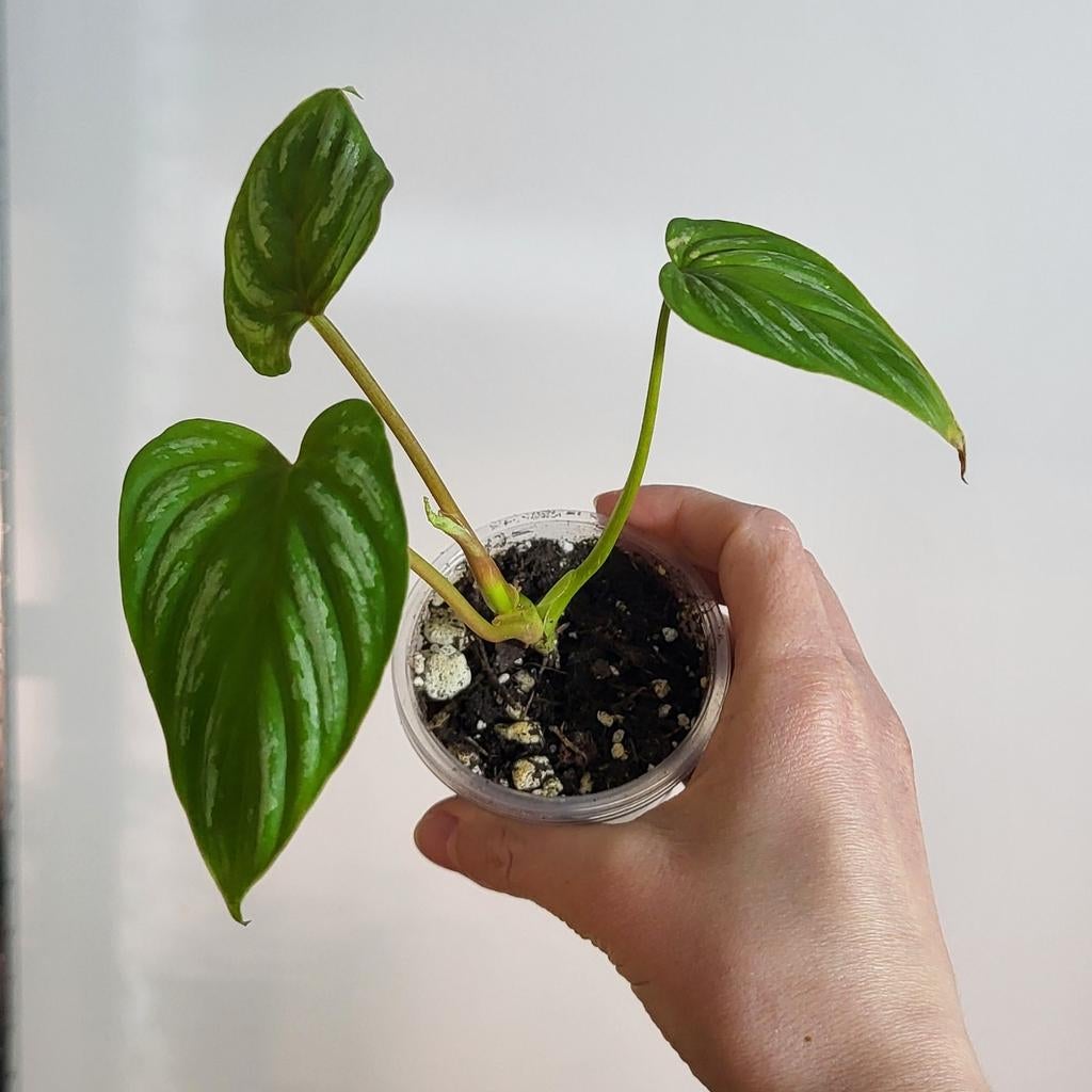 Philodendron mamei, Huis en Inrichting, Kamerplanten, Ophalen of Verzenden, Halfschaduw, Minder dan 100 cm