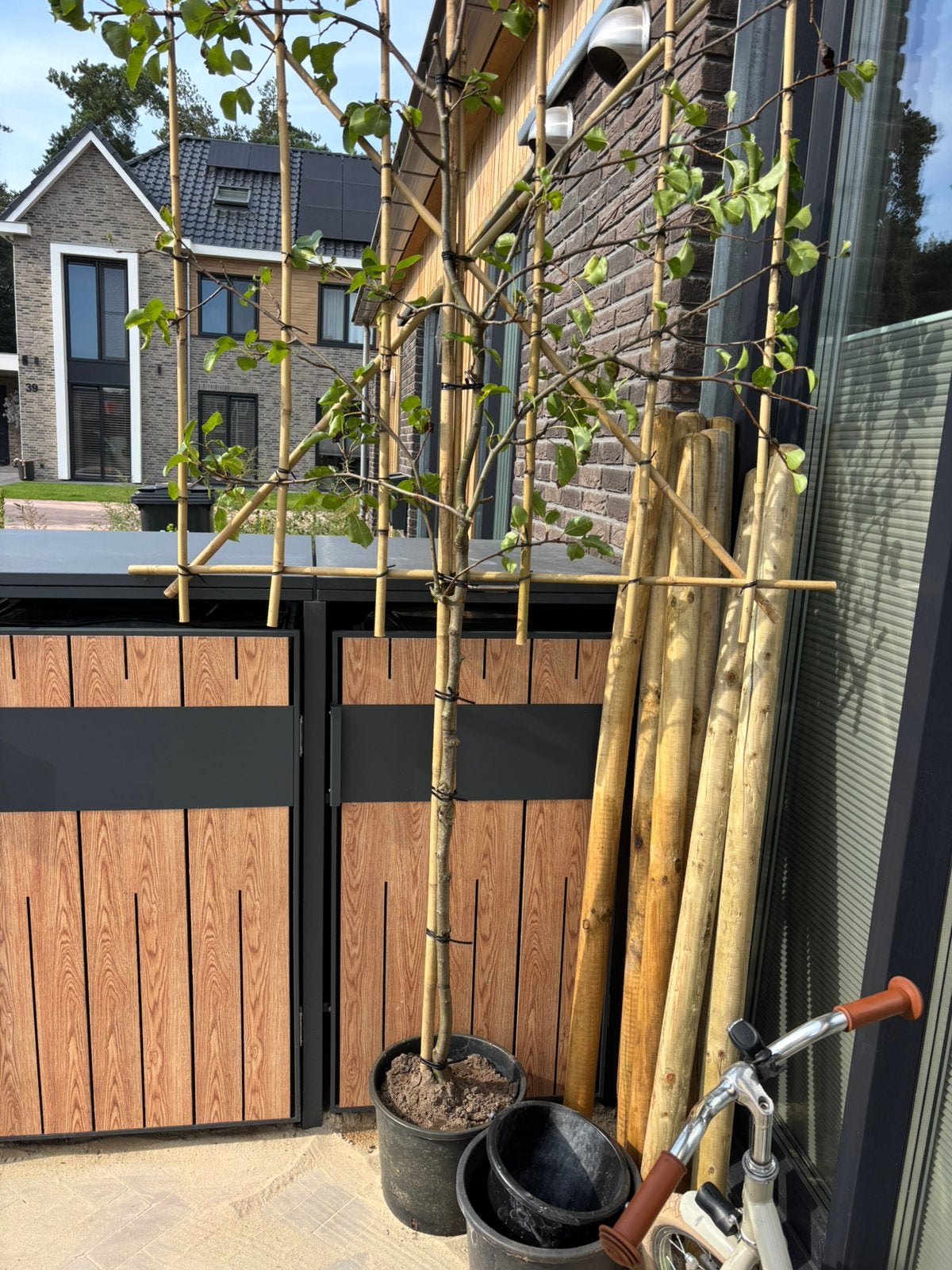 Sierpeer halfstam leiboom, Ophalen, Volle zon, Overige soorten