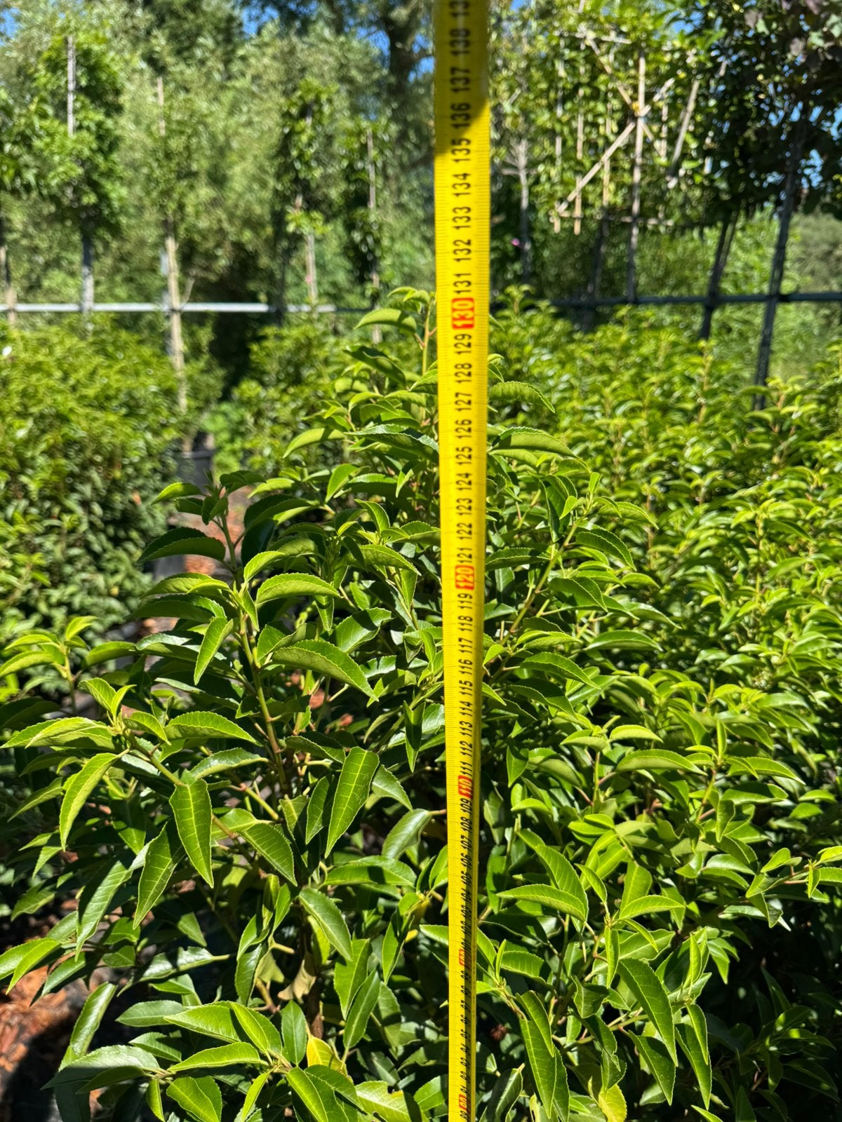 Prunus lusitanica, Tuin en Terras, Planten | Struiken en Hagen, Ophalen of Verzenden, Laurier, 100 tot 250 cm