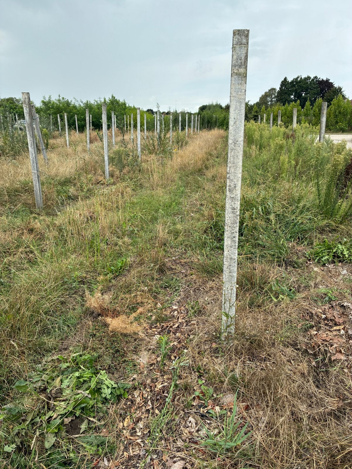Betonnen palen 3 meter – 9,5 x 9 cm – 18 draads, Ophalen, Gebruikt, 250 cm of meer, Palen