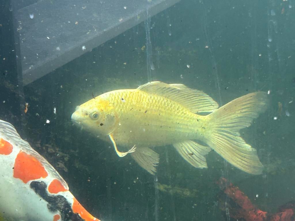 Gele vlinder koi, Dieren en Toebehoren, Vissen | Vijvervissen