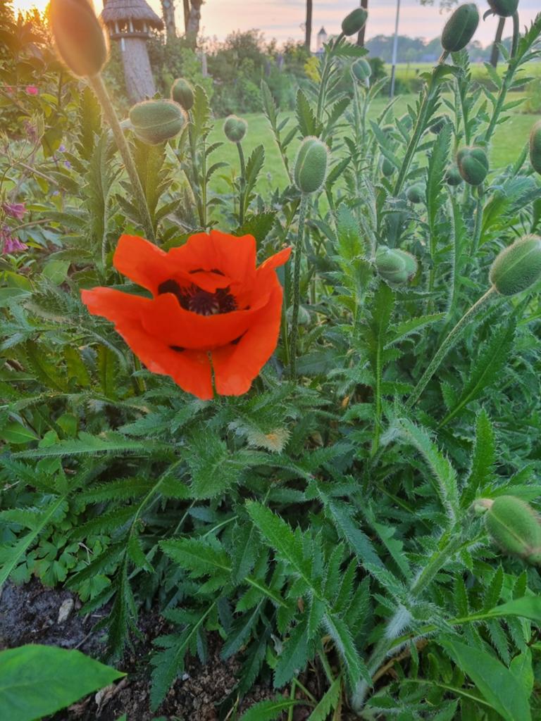 Diverse planten, Ophalen of Verzenden, Halfschaduw, Knol