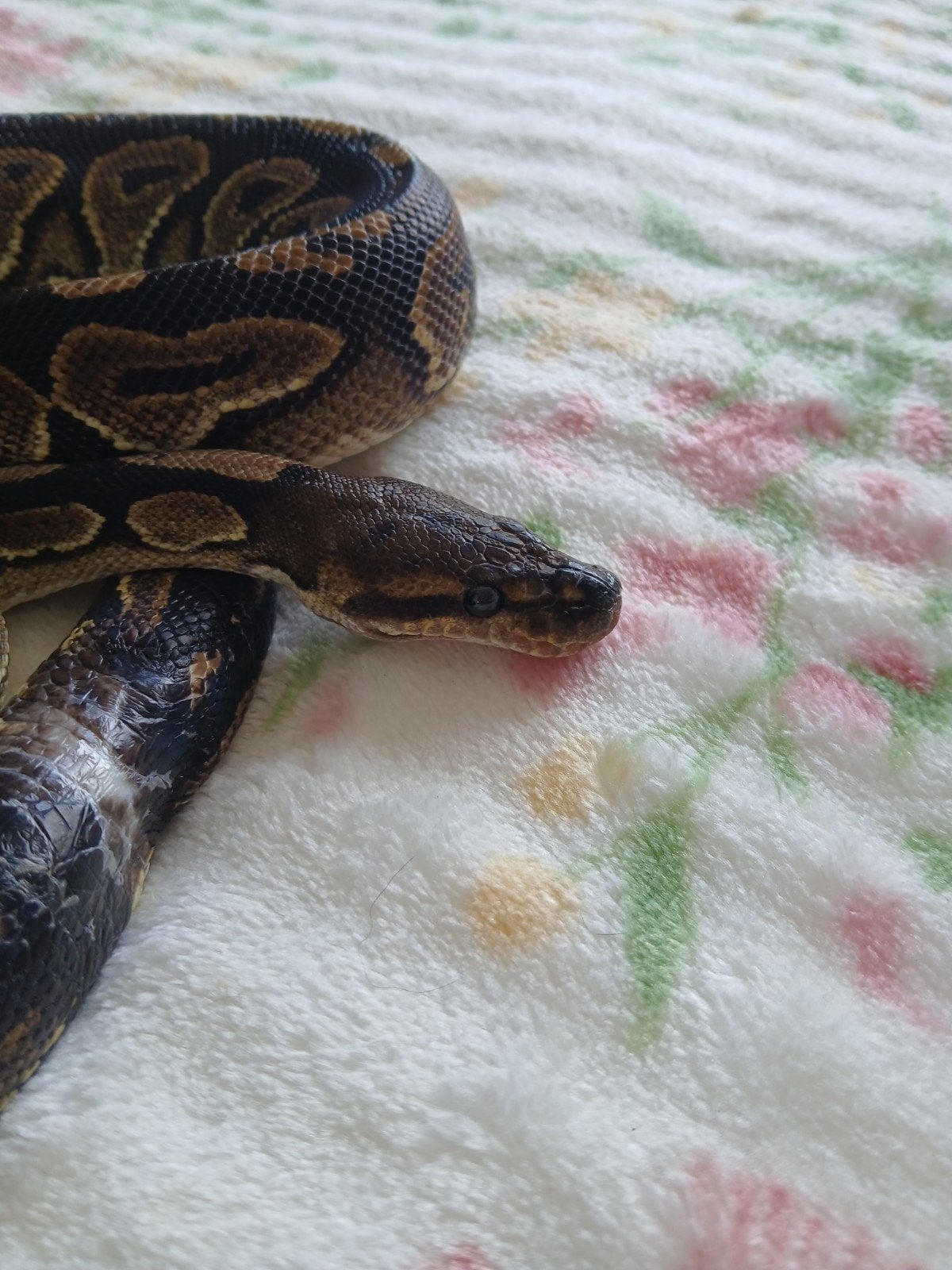 koningspython man vrouw Ball Python photo 4